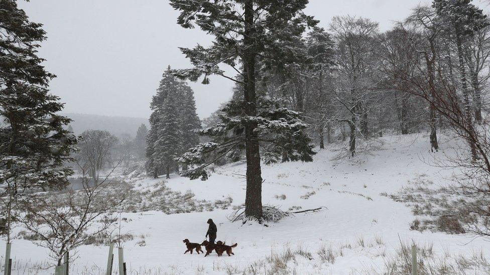 A man walking dogs in snow in Allenheads, Northumberland