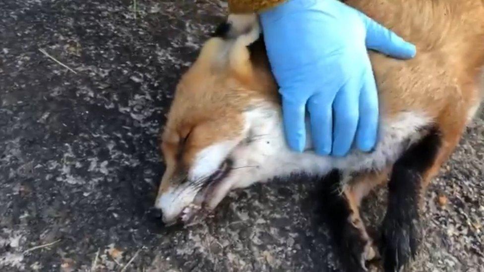 Dead fox found by Chris Packham