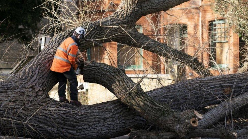 Worker clearing a fallen tree