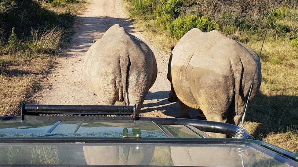 Rhinos in Sibuya game reserve