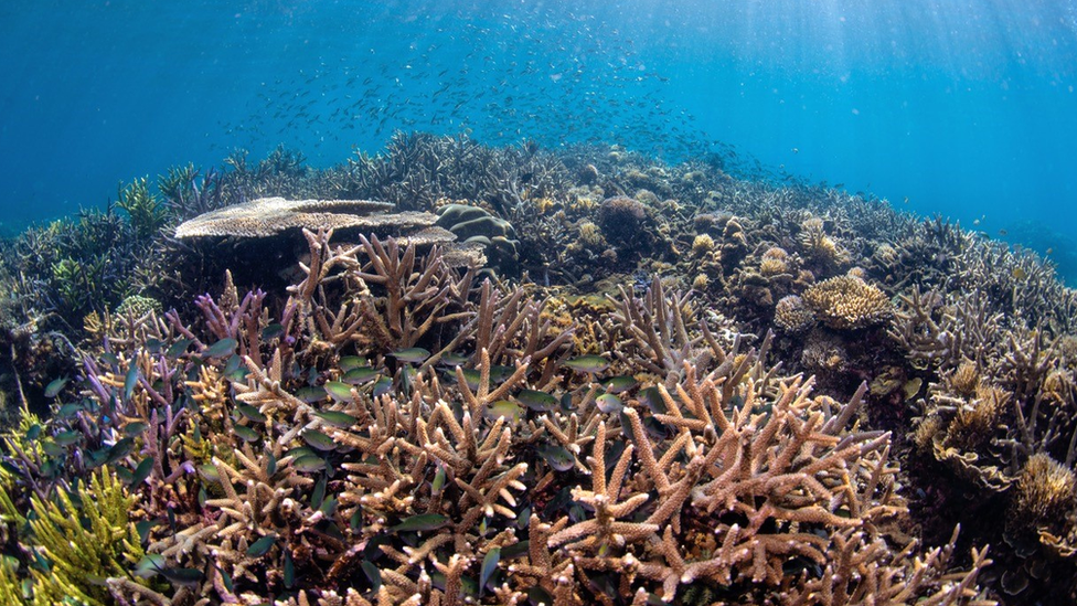 Healthy reef in Sulawesi