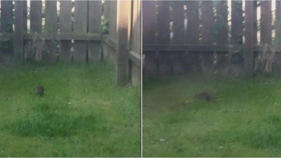 Rat in garden