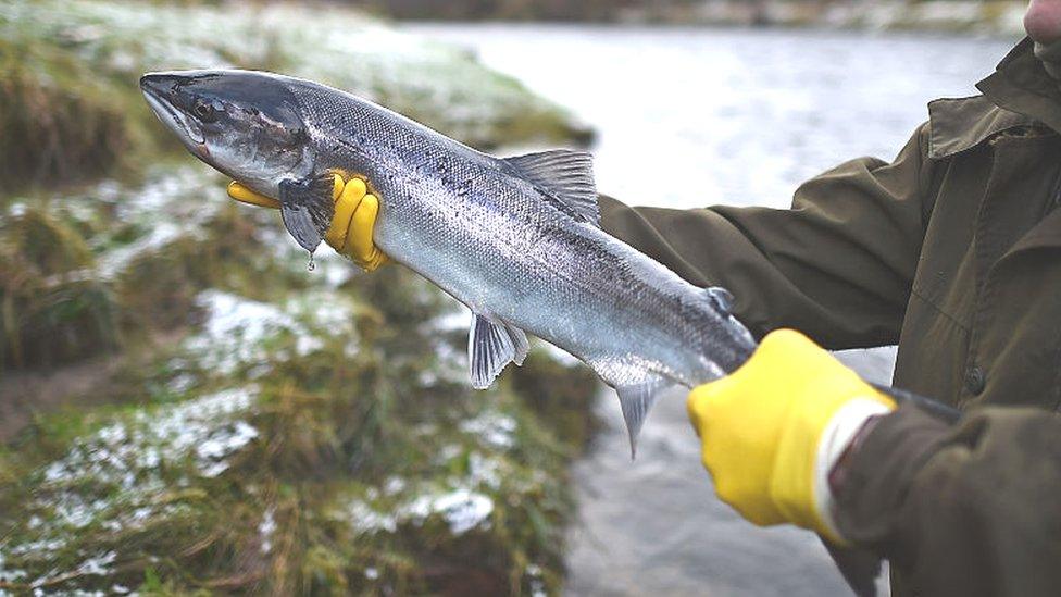 Salmon in a Scottish river