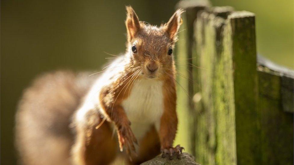 Red Squirrel