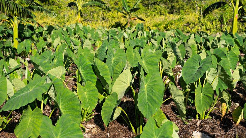 A crop of Taro on Niue Island