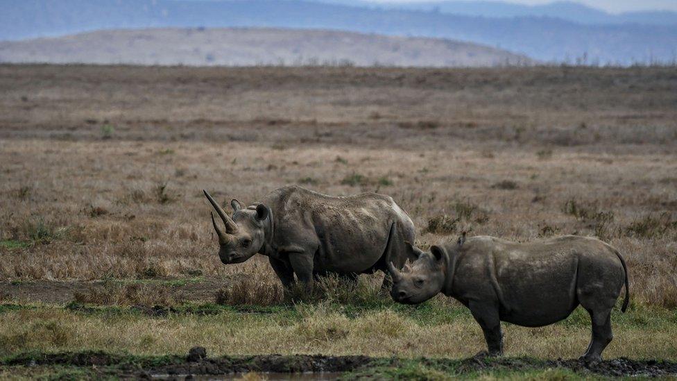 Two rhino in Kenya