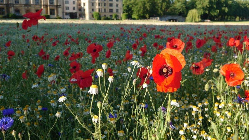 Wildflower meadow at King's College, Cambridge