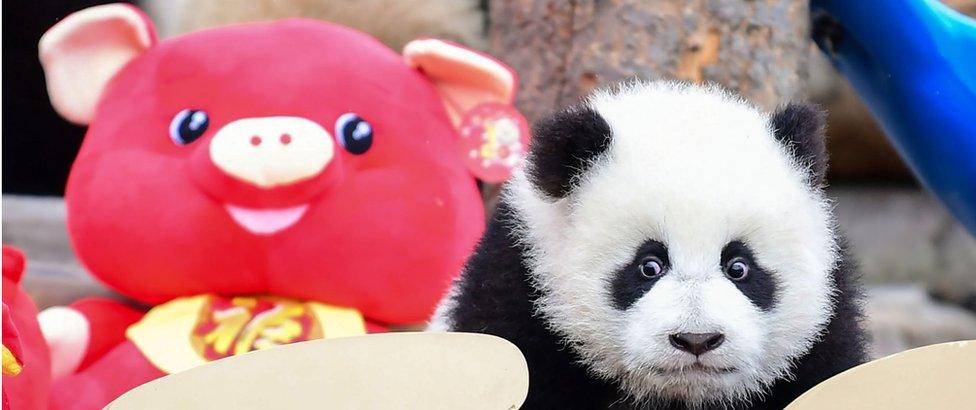 a panda cub playing in its enclosure with Lunar New Year decorations at the Shenshuping breeding base of Wolong National Nature Reserve in Wenchuan, China's southwestern Sichuan province.