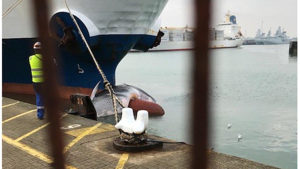 Dead whale on bow of ship