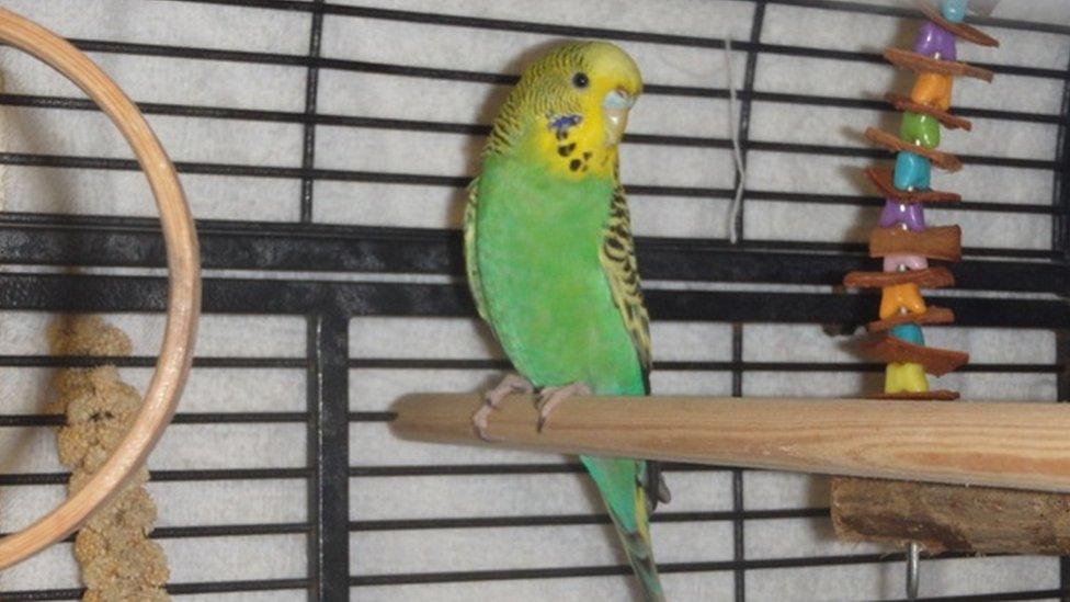 Berry the budgie