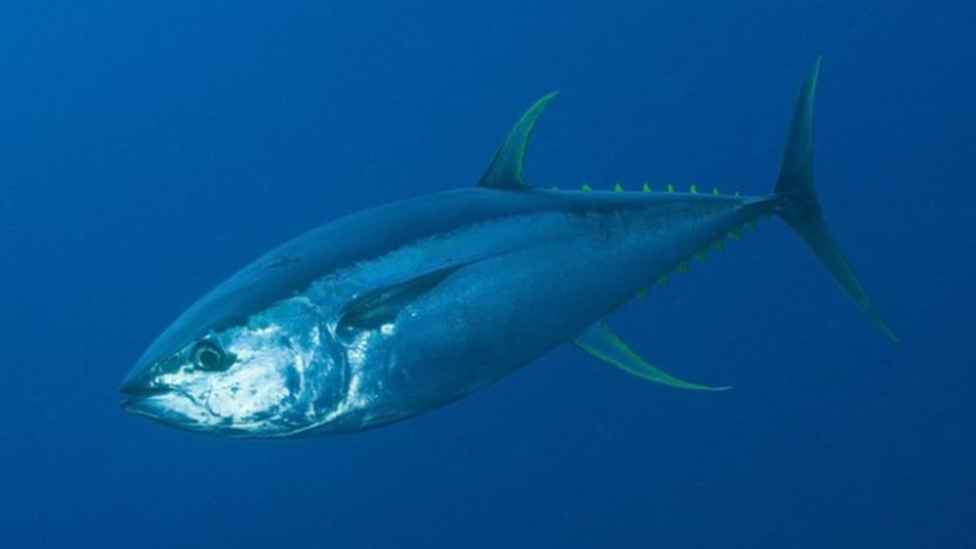 Yellowfin Tuna swimming