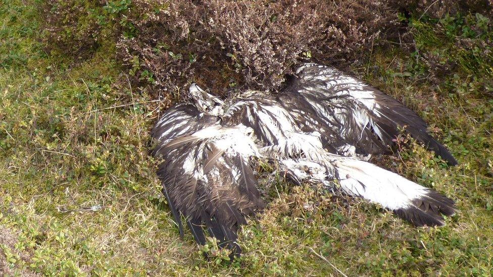 Dead golden eagle