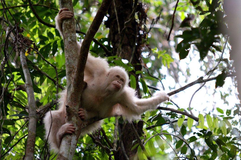 Orangutan Alba