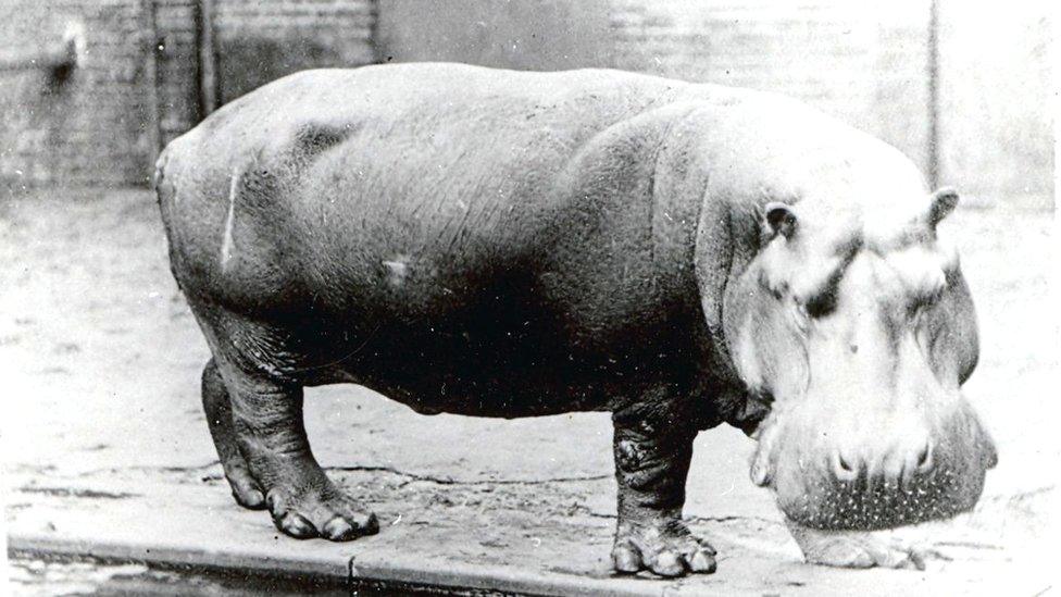 Hippo