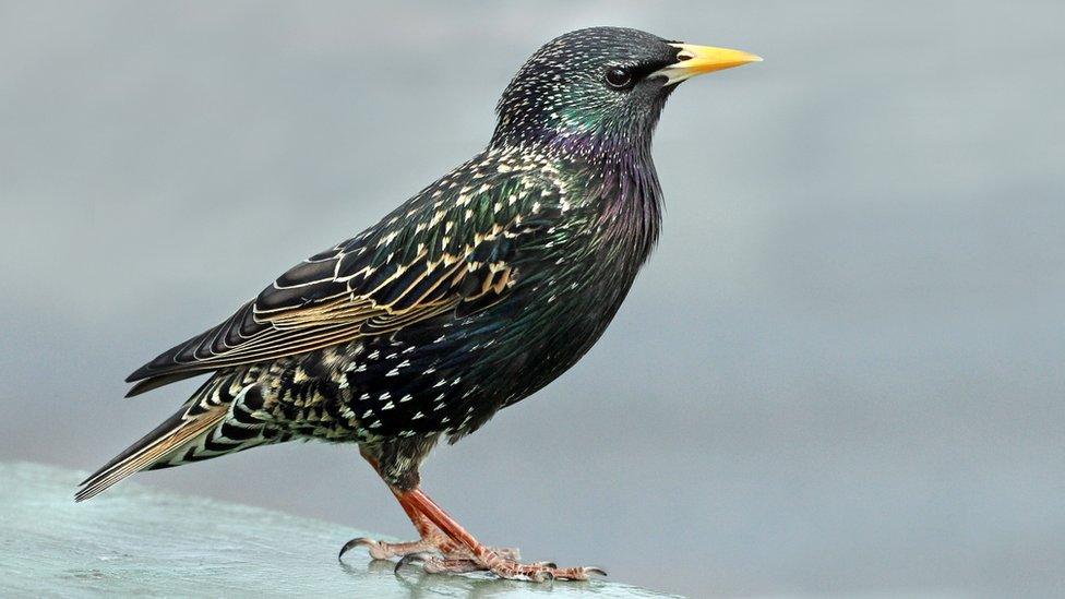 Starling