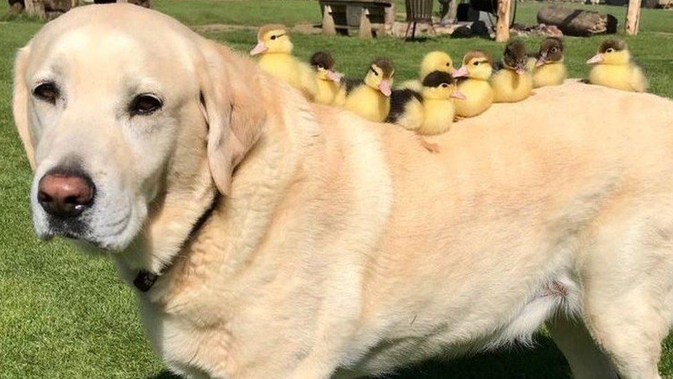 Fred the dog and ducklings