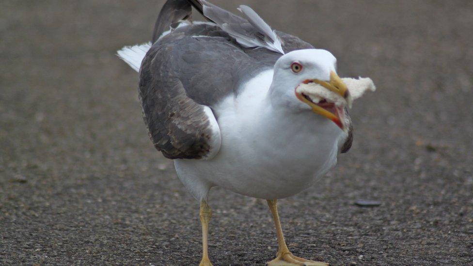 seagull