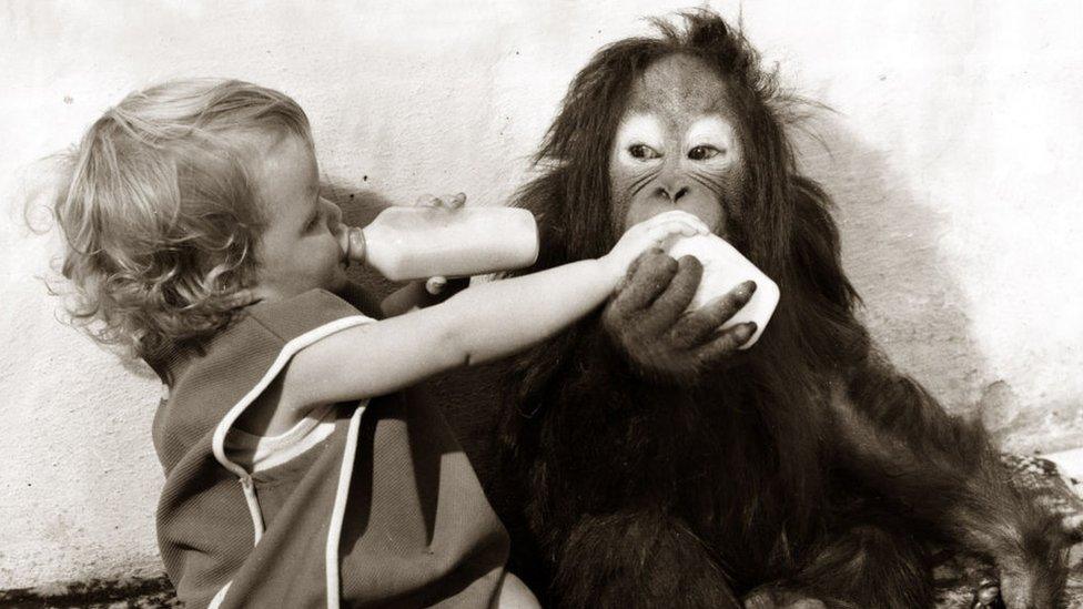 Eighteen month old girl drinking milk with a monkey