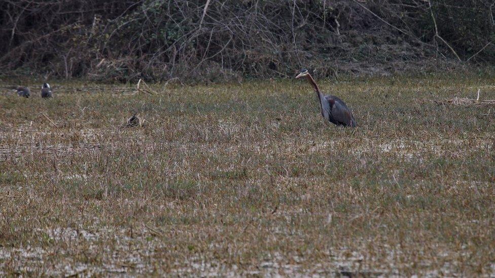 Purple heron in Bharatpur