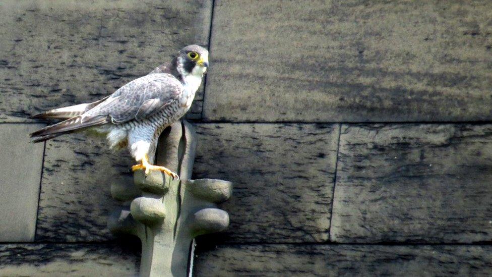 A peregrine falcon in Leicester