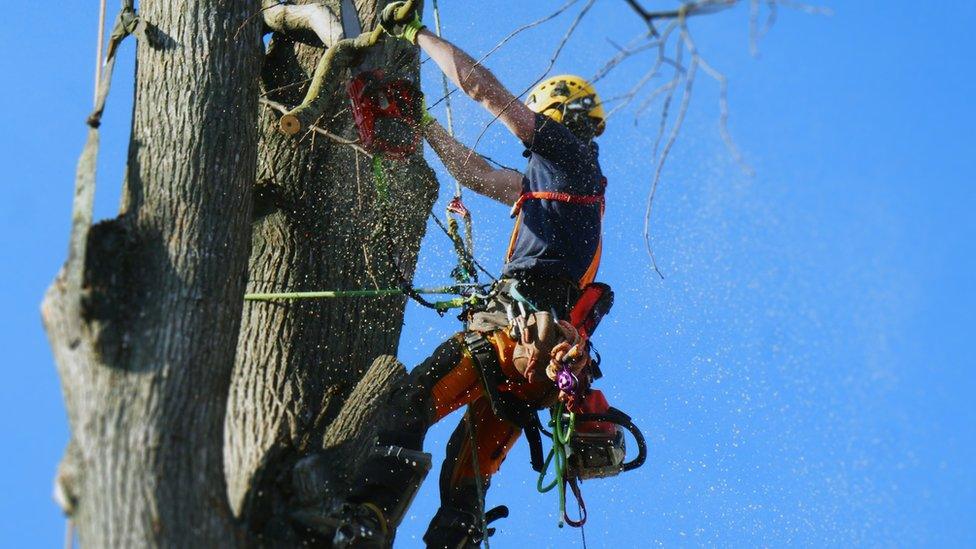 Arborist cutting a tree with chainsaw