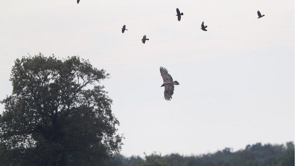 bearded vulture