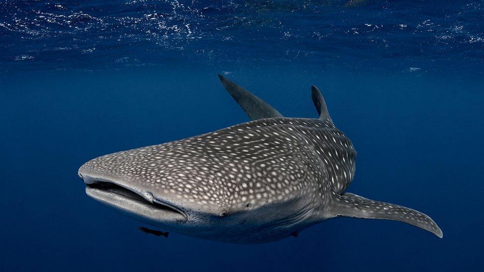 whale-shark