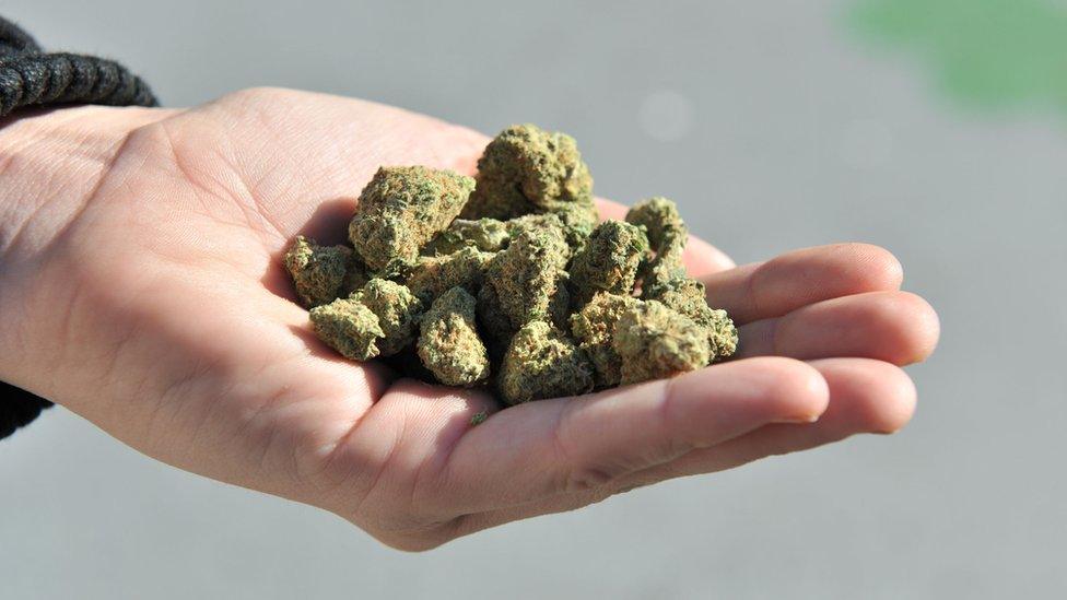 A handful of marijuana buds