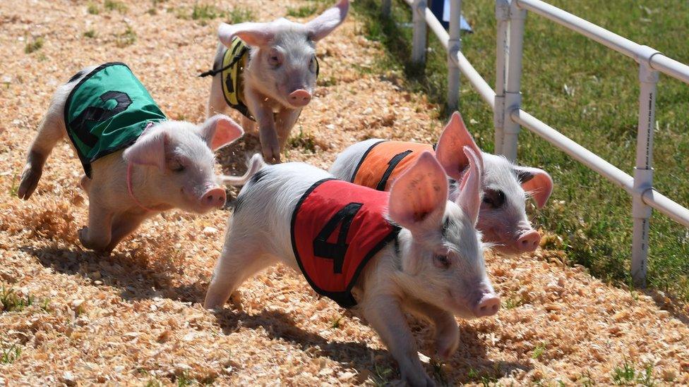 Pig racing