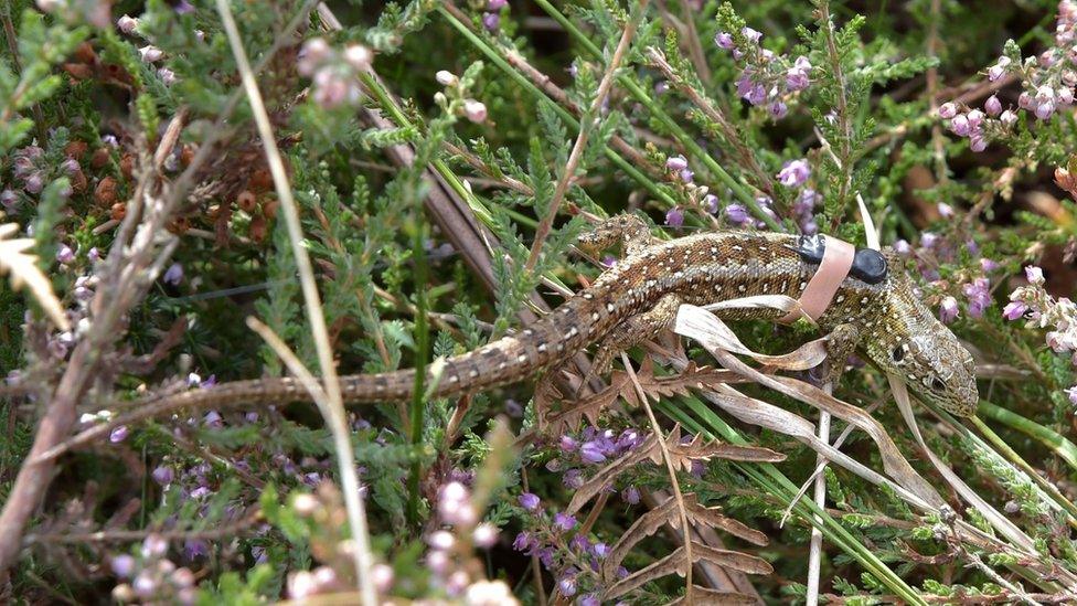 Radio transmitter fitted on sand lizard