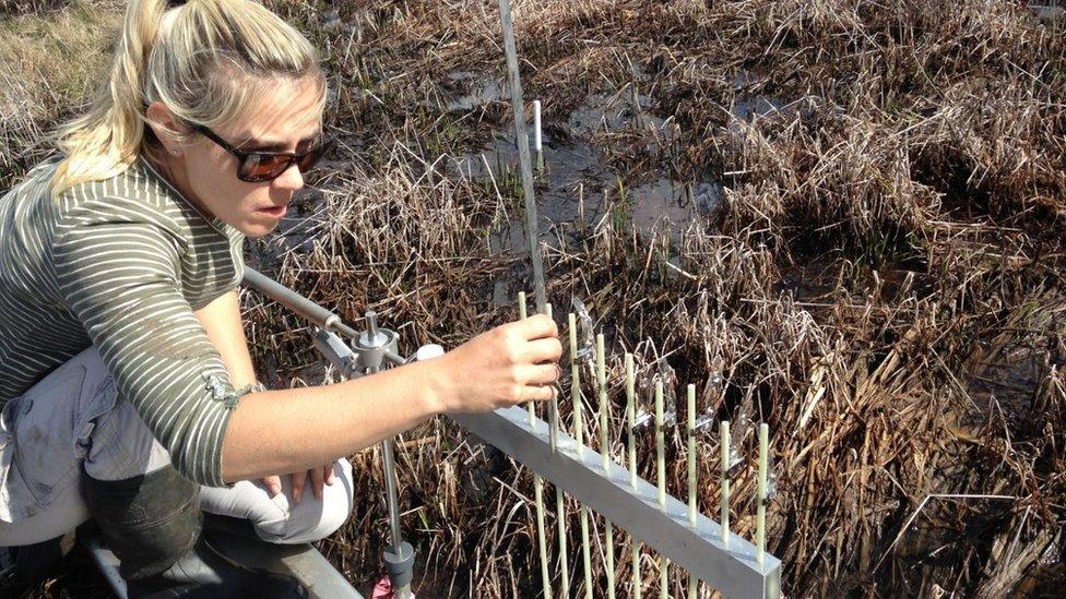 Prof Kerrylee Rogers from the University of Wollongong working in a tidal salt marsh in Tomago, New South Wales