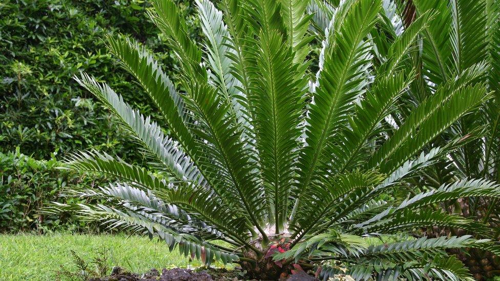 Sago palm