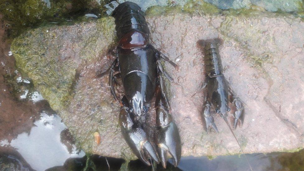 Two dead crayfish