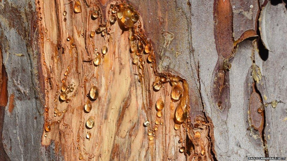 Tree resin on a tree trunk