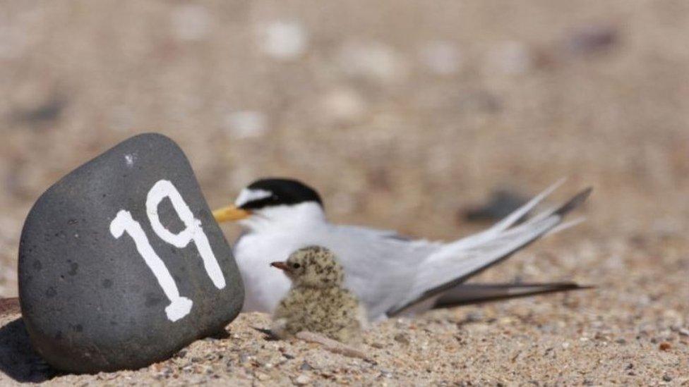 Little terns