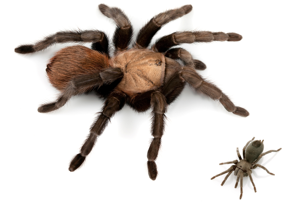 Very small and very large tarantula