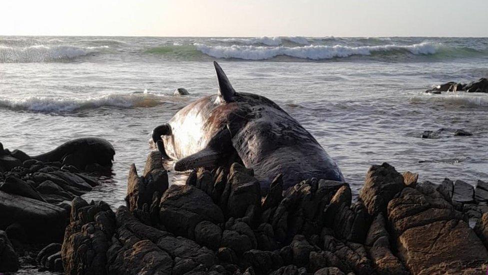 Sperm whale carcass