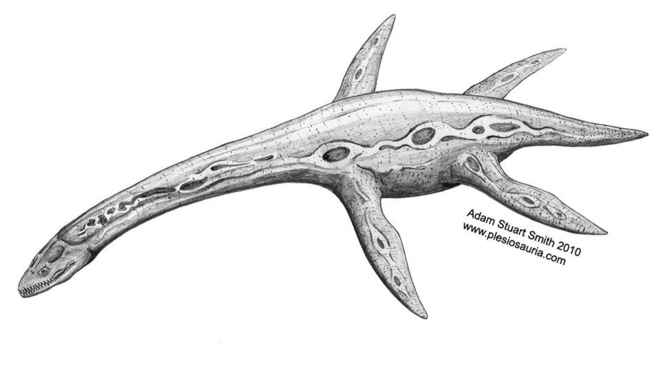 How the plesiosaur might have looked