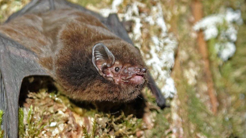 long-tailed-bat.