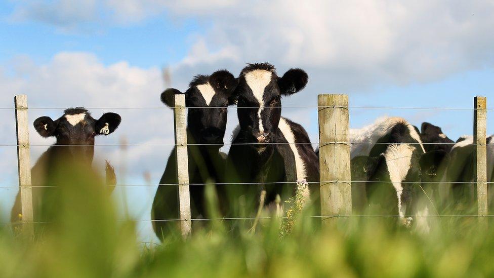 Cows on New Zealand farm