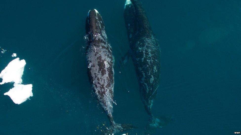 A picture of bowhead whales in Canada