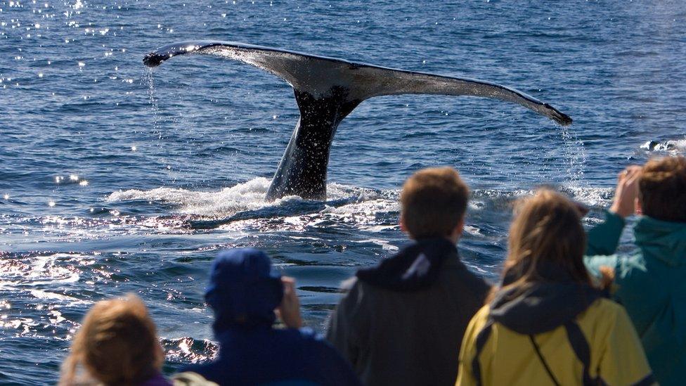 Whale watchers