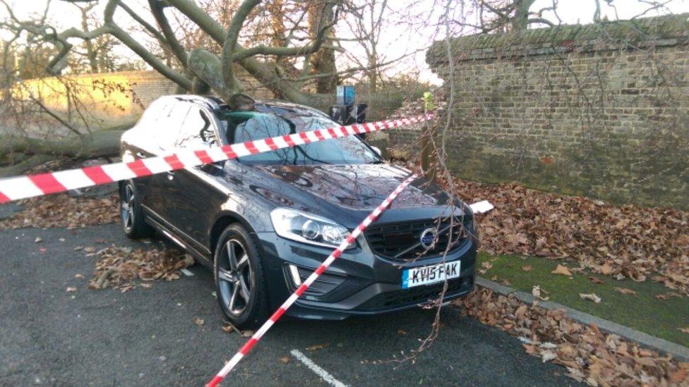 Fallen tree on car