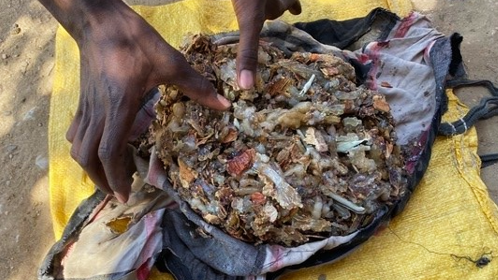 Harvested frankincense, Daallo Mountina, Somaliland