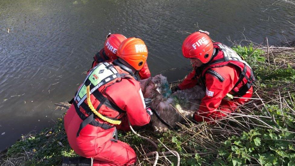 Sheep rescue