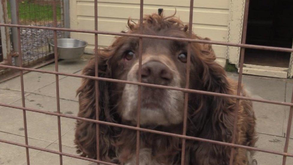 Dog in a kennel at The Pet Rescue Welfare Association