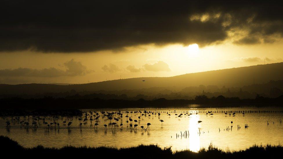 Last meal of the day - A flamboyance of flamingos eating in France