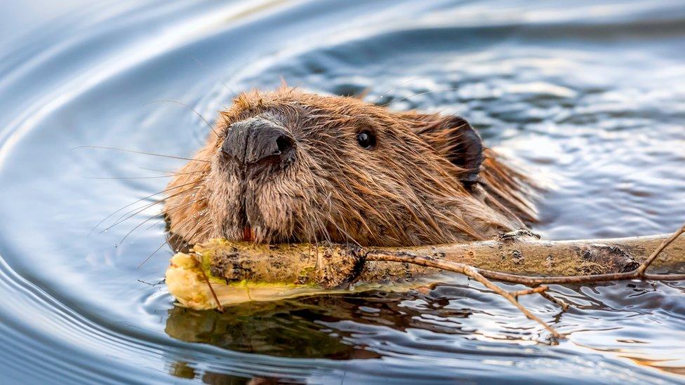 A beaver pops its head out of the water