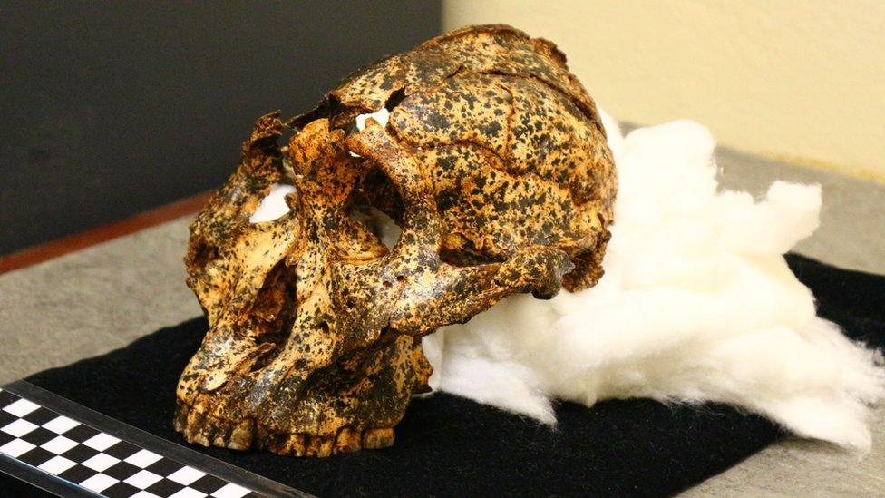 The two-million-year-old Paranthropus robustus skull