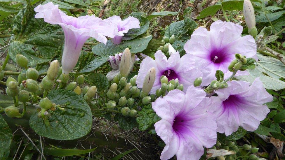 A flower from the valleys of Bolivia